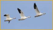 Greater<BR>Snow Geese