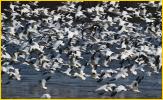 Snow Geese
