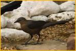Female Atlantic <BR>Boat-tailed Grackle