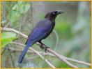 Atlantic <BR>Boat-tailed Grackle