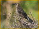 Juvenile Florida/Gulf Coast<BR>Boat-tailed Grackle