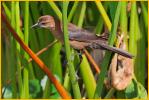 Female Florida/Gulf Coast<BR>Boat-tailed Grackle