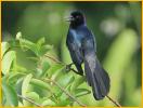 Florida/Gulf Coast<BR>Boat-tailed Grackle