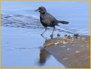 Juvenile<BR>Common Grackle