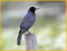 Female<BR>Common Grackle