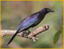 Florida<BR>Common Grackle