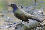 Interior<BR>Common Grackle