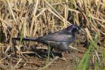 Coastal<BR>Common Grackle