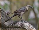 Eastern Female<BR>Great-tailed Grackle