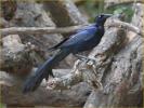 Great-tailed Grackle