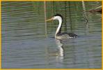 Clark's Grebe