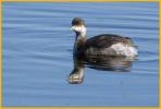 Nonbreeding <BR>Eared Grebe