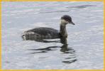 Nonbreeding <BR>Horned Grebe