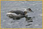 First Winter <BR>Horned Grebe