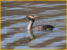 Horned Grebe