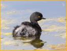 Least Grebe