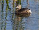 Pied-billed Grebe