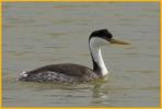 Western Grebe