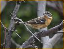 Female<BR>Black-headed Grosbeak