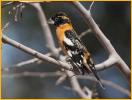 First Year<BR>Black-headed Grosbeak