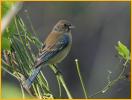 First Summer<BR>Blue Grosbeak