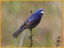 Blue Grosbeak