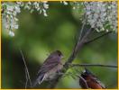 Juvenile<BR>Blue Grosbeak