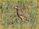 Female<BR>Blue Grosbeak