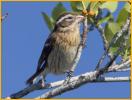 Female<BR>Rose-breasted Grosbeak