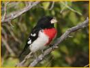 Rose-breasted Grosbeak