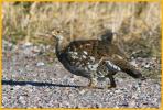 Female <BR>Dusky Grouse