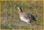 Sharp-tailed Grouse