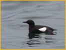 Atlantic <BR>Black Guillemot