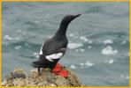 Pigeon Guillemot