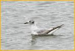 First Summer <BR>Bonaparte's Gull