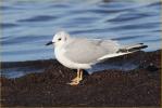 Nonbreeding<BR>Bonaparte's Gull