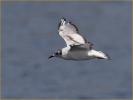 First Summer<BR>Bonaparte's Gull