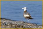First Summer <BR>California Gull