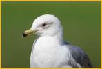 California Gull