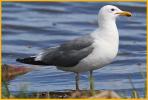California Gull
