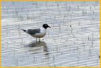 Franklin's Gull