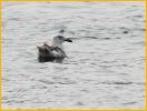 First Summer<BR>Glaucous-winged Gull