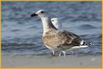 First Winter <BR>Great Black-backed Gull