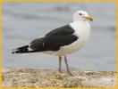 Great Black-backed Gull
