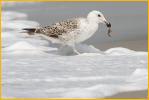 First Summer<BR>Great Black-backed Gull