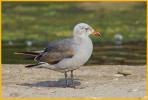 Second Summer <BR>Heermann's Gull