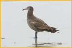 First Summer <BR>Heermann's Gull
