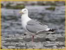 American Herring Gull