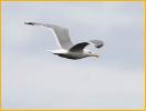 American Herring Gull