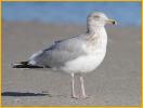 Nonbreeding American<BR>Herring Gull